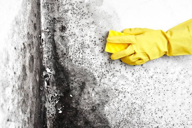 Certified Mold Removal in Higginsville, MO
