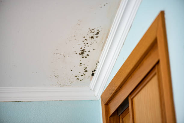 Best Fast Mold Removal  in Higginsville, MO