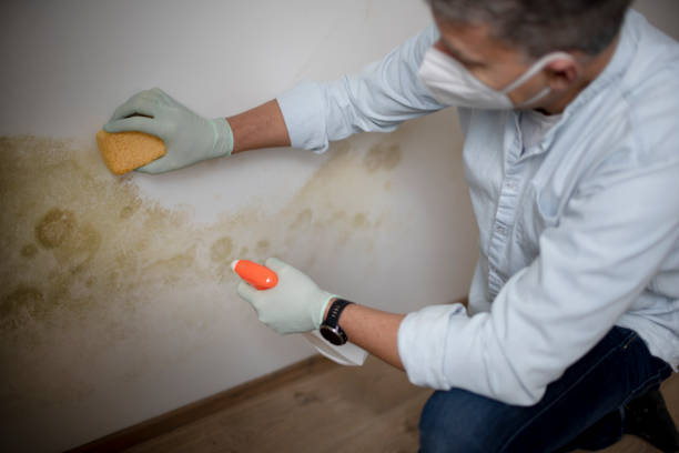 Home Mold Removal in Higginsville, MO