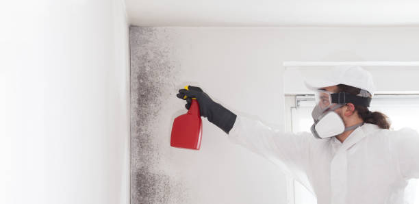 Best Best Mold Removal Companies  in Higginsville, MO