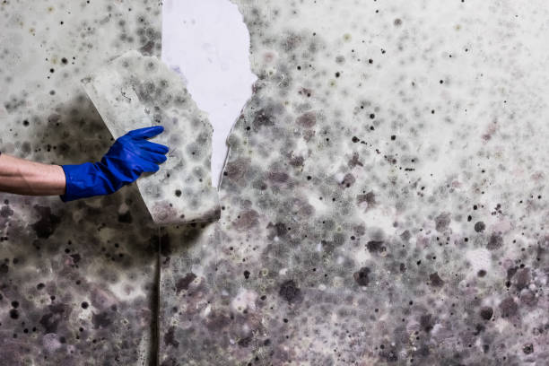 Best Mold Damage Repair  in Higginsville, MO