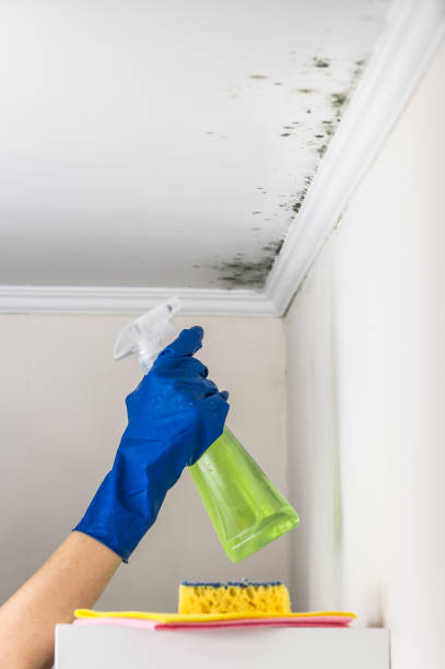 Best Attic Mold Removal  in Higginsville, MO